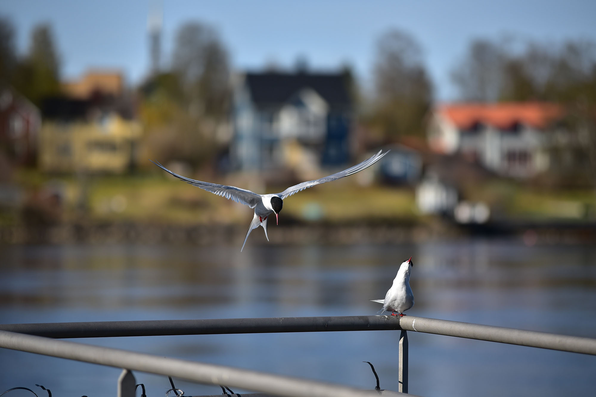 sigma50100dåtiden_blogg.jpg