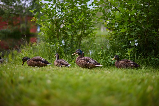 Canon RF 45mm f1.2 STM_16w.jpg