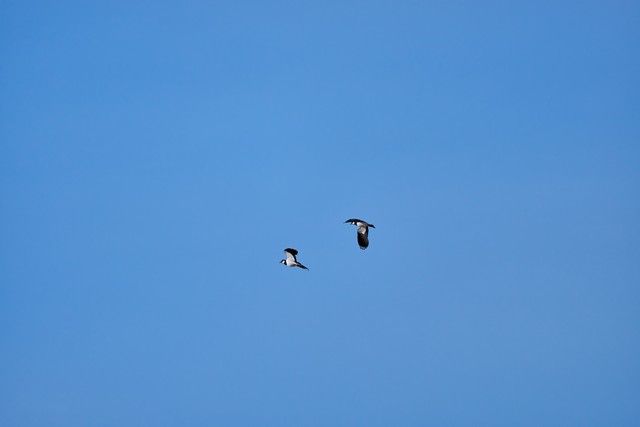 Sigma 300-600mm f4_19w.jpg