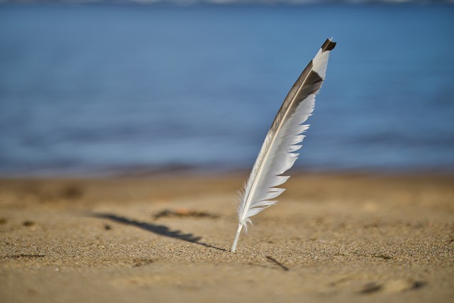 Canon RF 85mm f1.4 VCM_1w.jpg