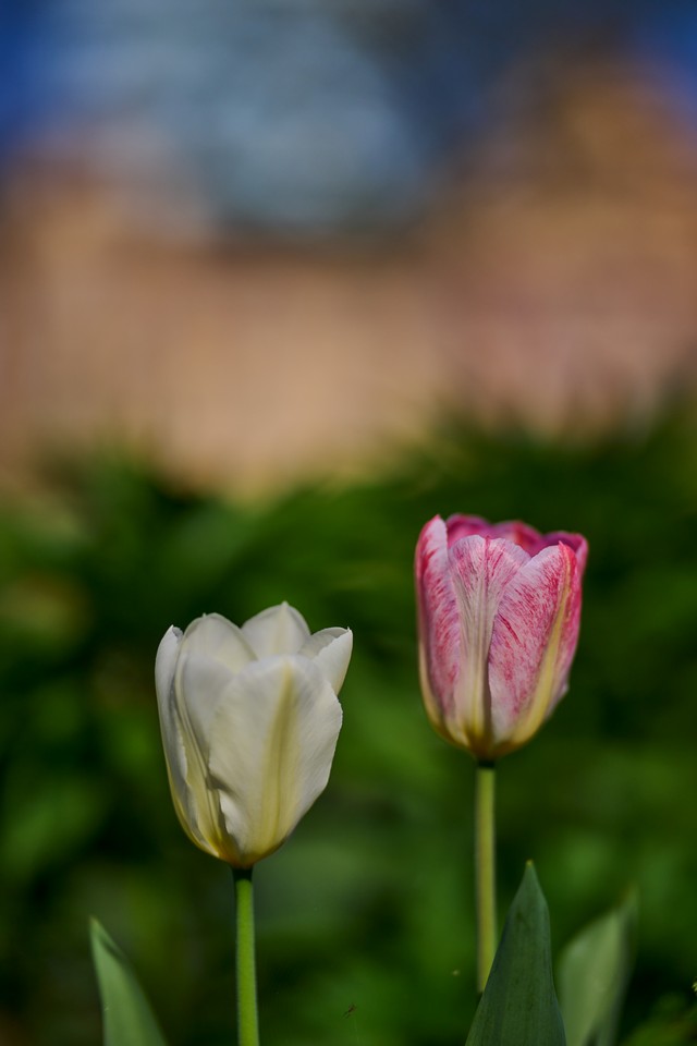 Nikon Z 85mm f1.2_24w.jpg