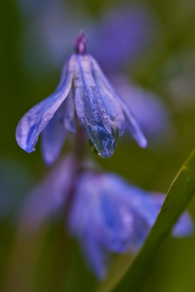 Laowa 58mm Macro 2x_17w.jpg