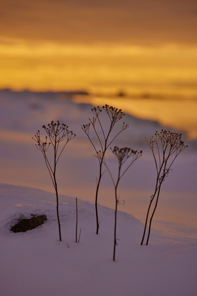 Canon RF 70-200f4_17w.jpg