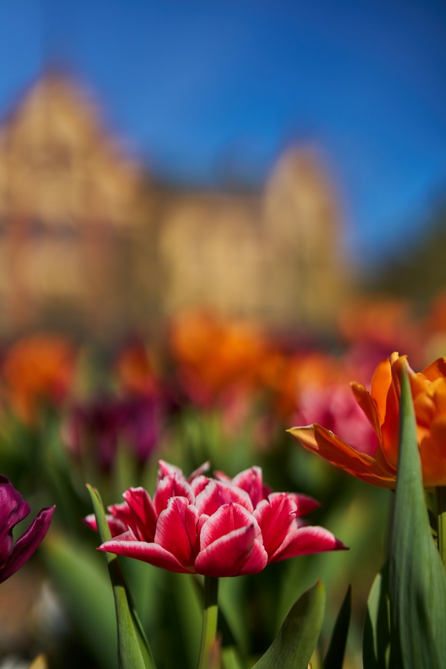 Sigma 50mm f1.2_16w.jpg