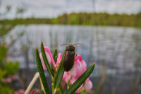 Test: Laowa 24/14 Macro Probe