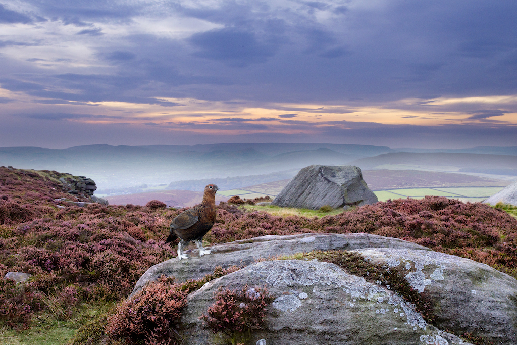 Ben Hall_red grouse in the landscape.jpg