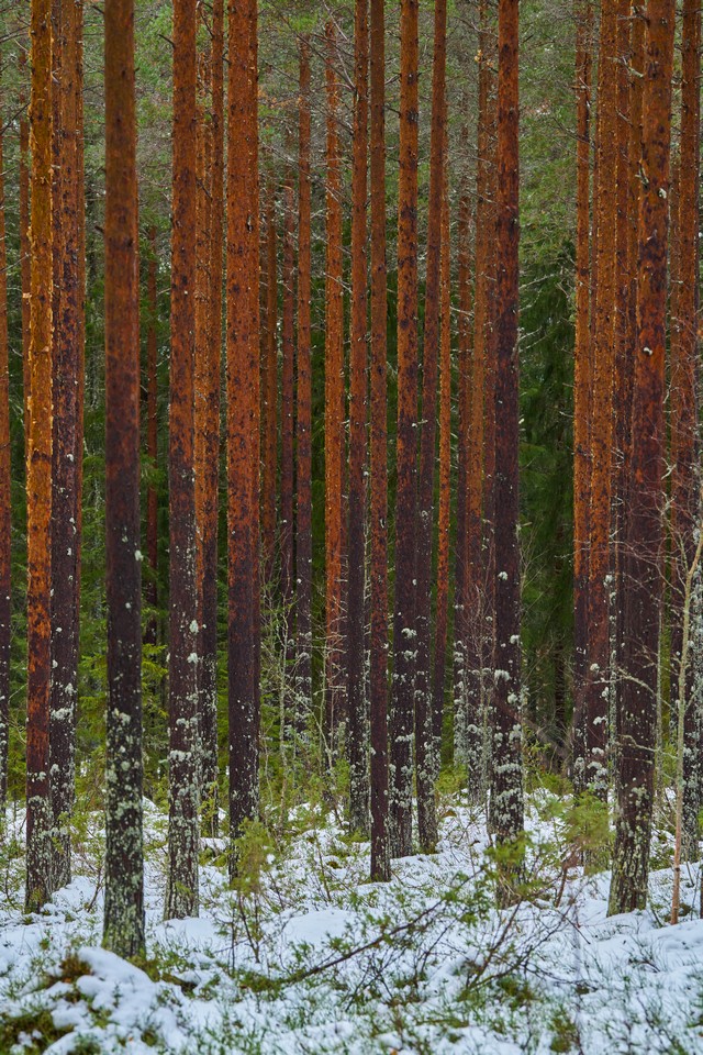 Sigma 70-200 f2.8 Sony_8w.jpg