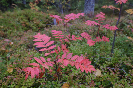 DSCF0185w.jpg
