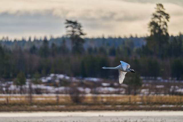 Sony FE 600mm f4_12w.jpg