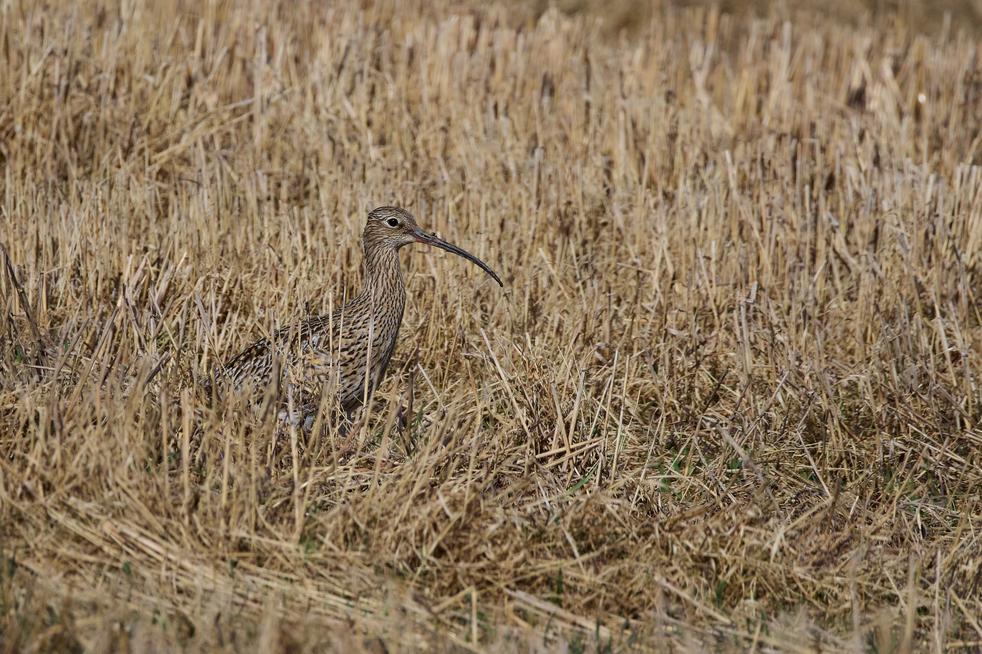 OM System 100-400mm_blogg1.jpg