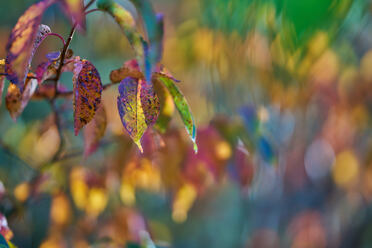 Sigma 85mm f1.2_blogg1.jpg