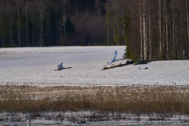 Sony FE 600mm f4_11w.jpg