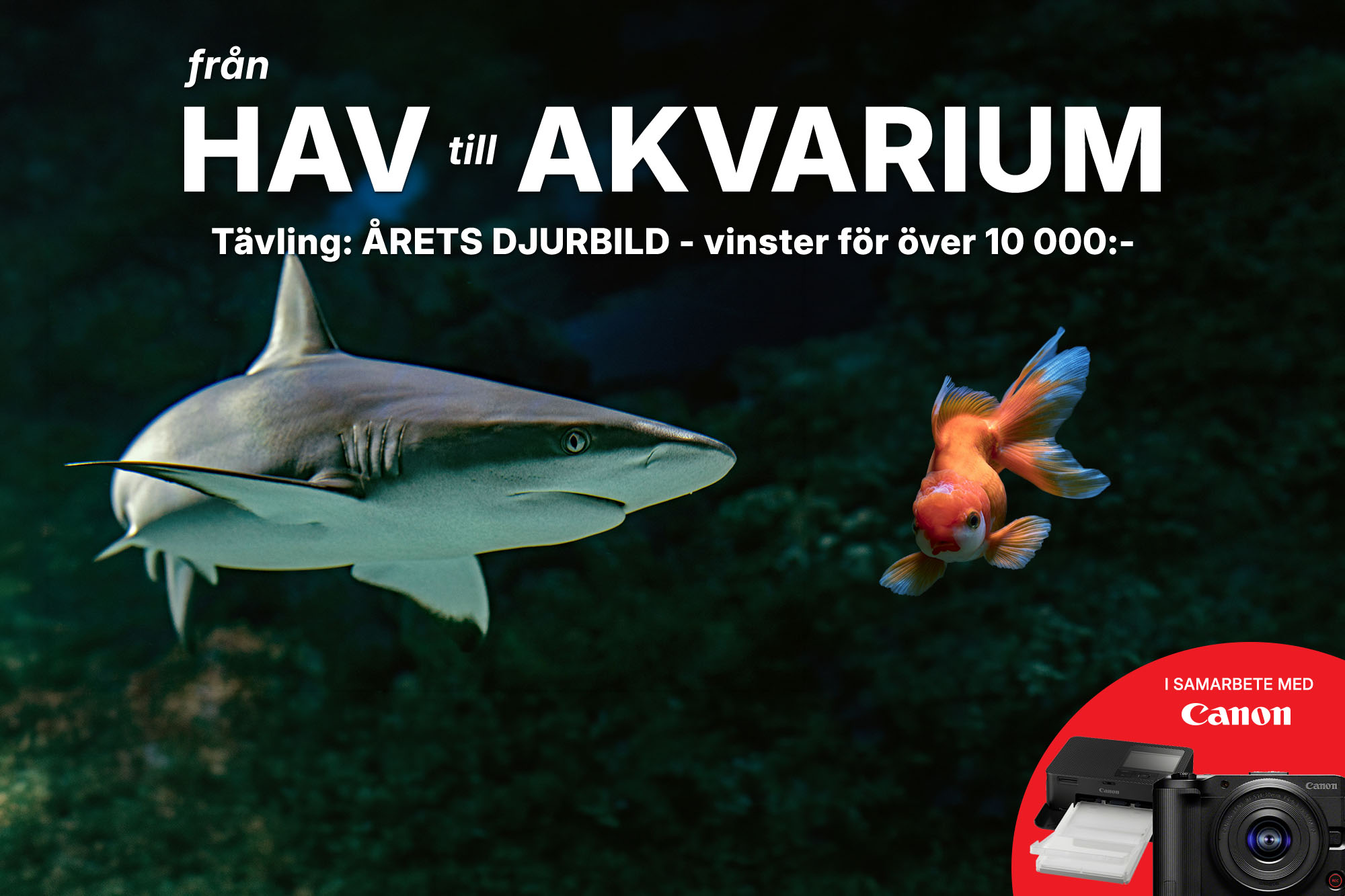 viltochtamt_hav_blogg.jpg