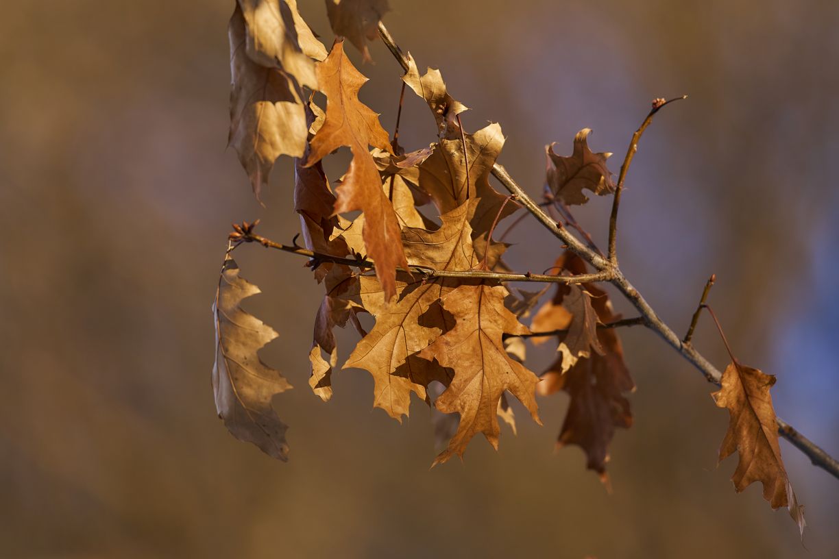 Sony FE 300mm f2.8 GM OSS_blogg4.jpg