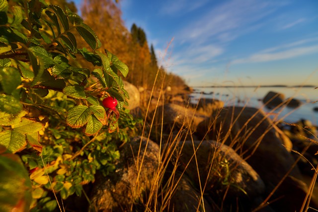 Viltrox 14mm f4_9w.jpg