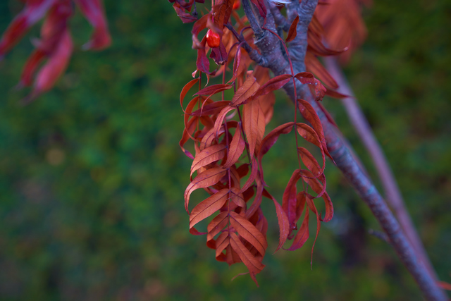 tokina_opera_16 28_25w.jpg