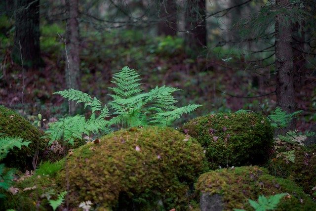 Sigma 85mm f1.2_13w.jpg