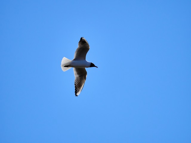 OM System 100-400mm_26w.jpg