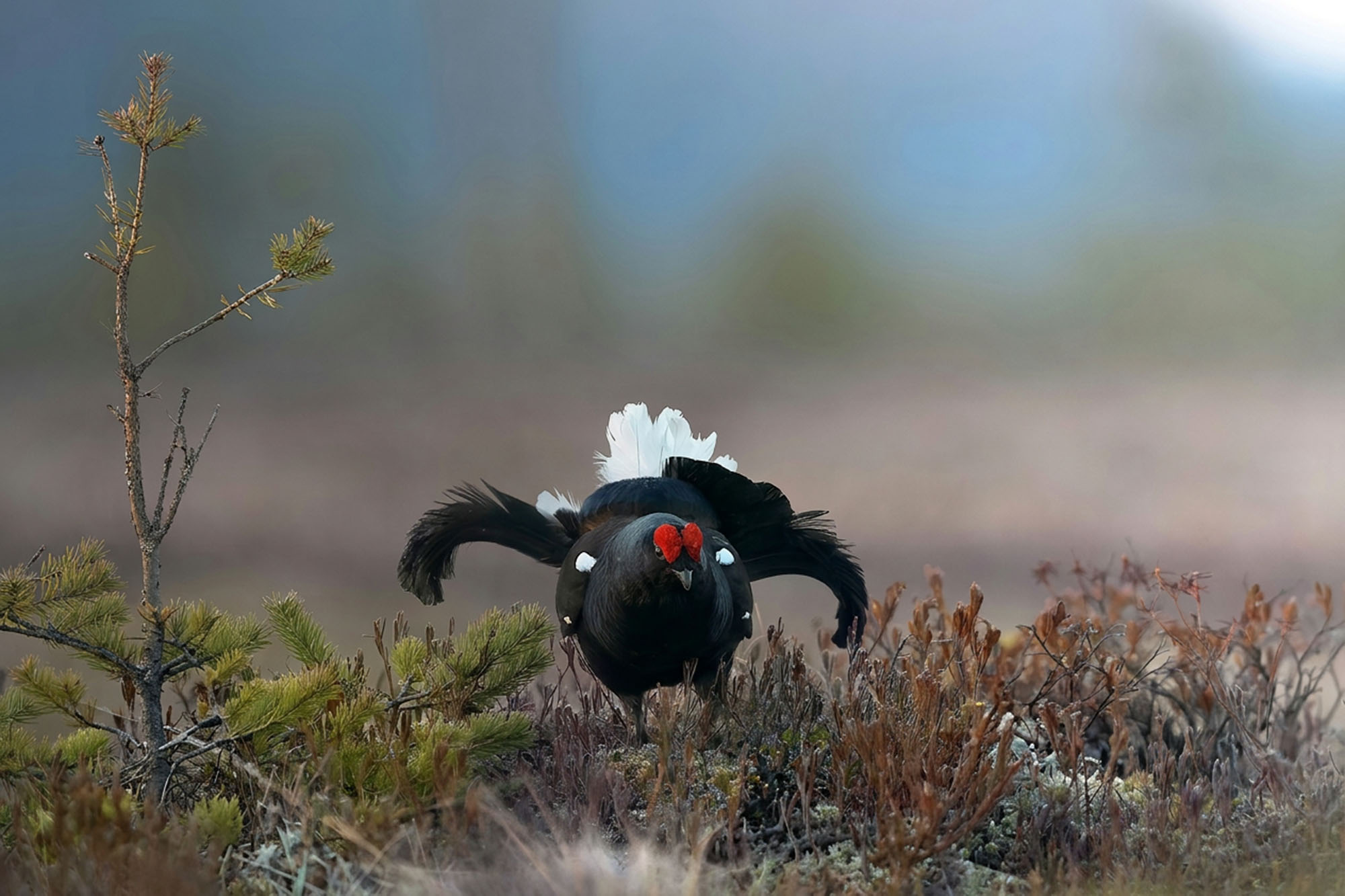 En orre på en myr