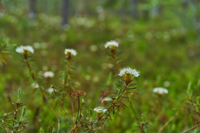 Viltrox 55mm f1.8 EVO_22w.jpg