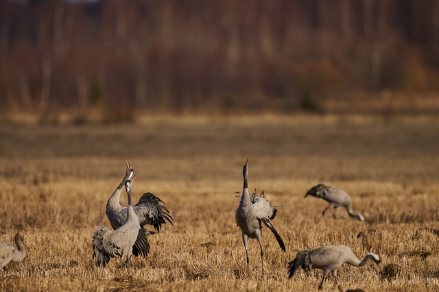 Sigma 300-600mm f4_5w.jpg