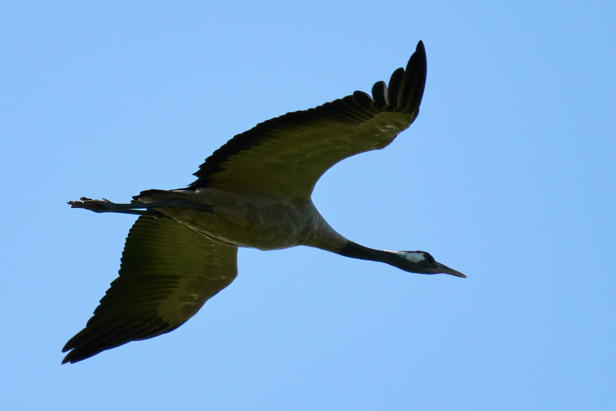 Sony FE 100-400 f5.6_f8 OSS_blogg1.jpg