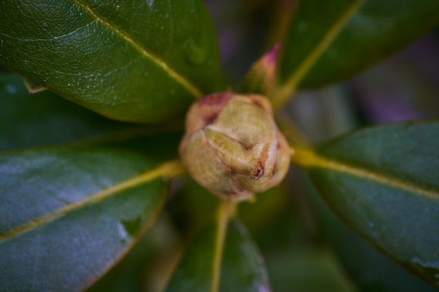 Laowa 58mm Macro 2x_22w.jpg