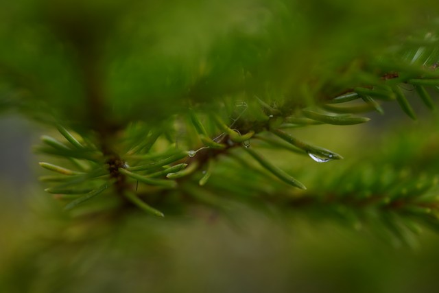 Laowa 90mm f2.8 macro_5w.jpg