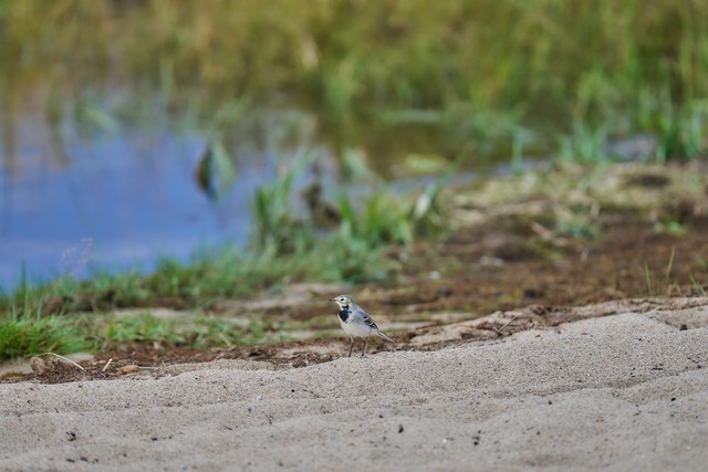 Sony FE 100-400mm f4.5_26w.jpg
