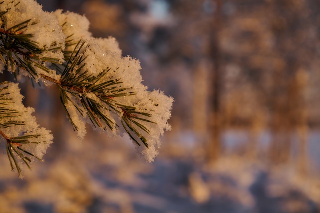 Nikon Z 24-105 f4-7.1_34w.jpg