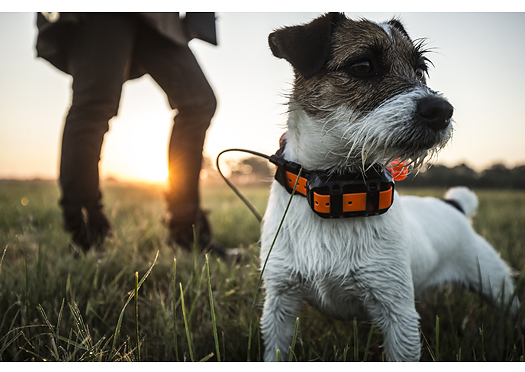 garmin alpha t5 mini