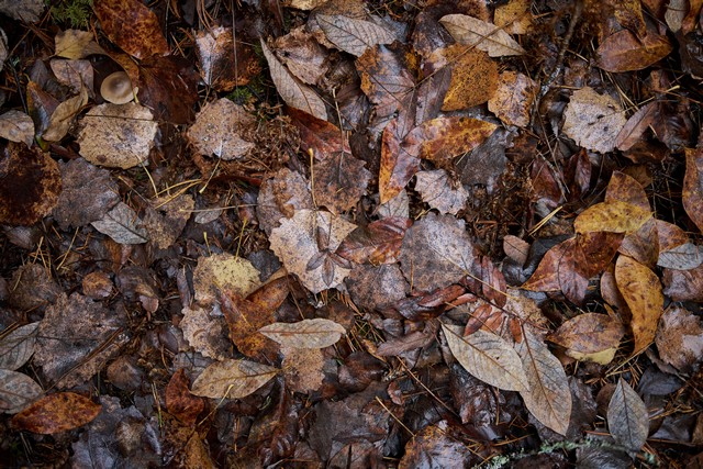 Sigma 35mm f1.2 II_9w.jpg