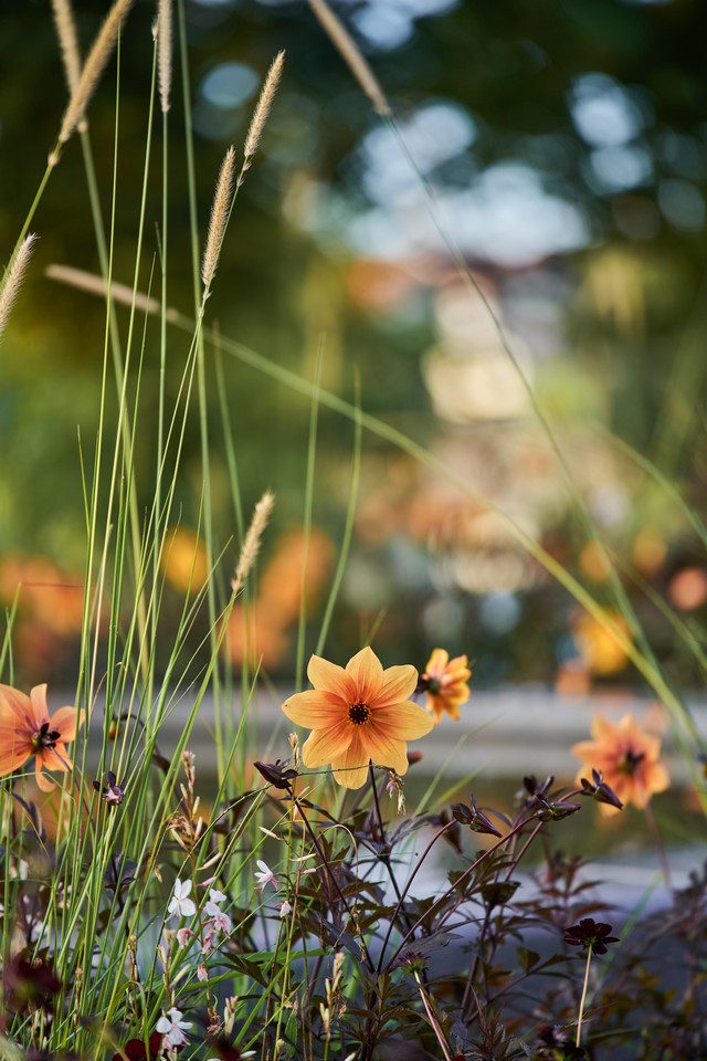 Samyang 60-180mm f2.8_9w.jpg
