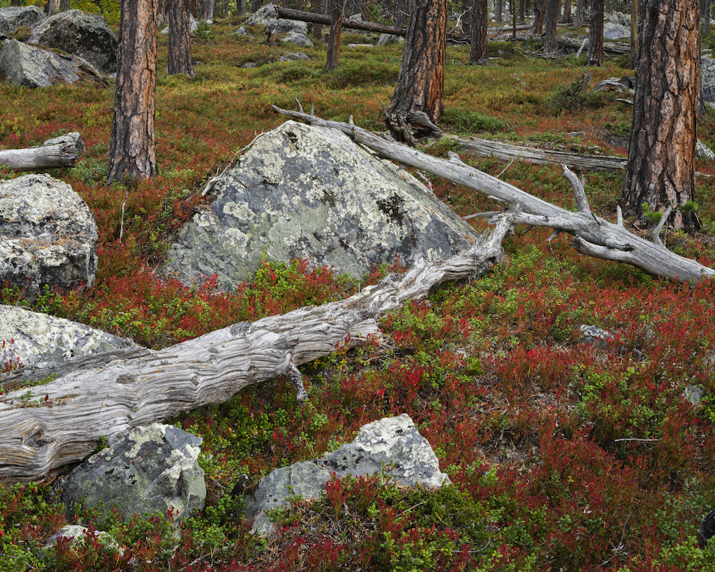 _DSF0195.jpg