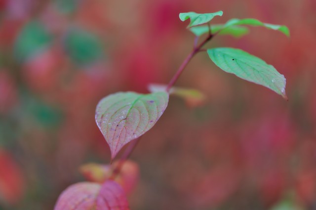 Canon RF 85mm f1.4 VCM_32w.jpg