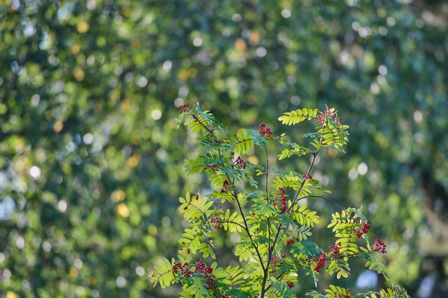 Fujifilm XF 400mm f4.5_19w.jpg