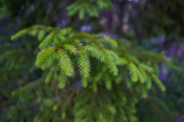 Samyang V-AF 20mm F1.9_14w.jpg