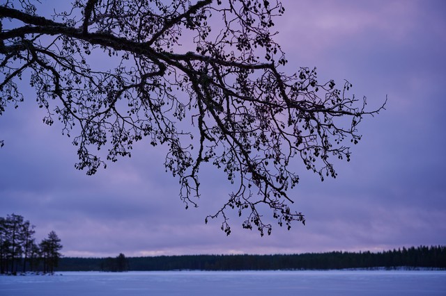 Nikon Z DX MC 35mm f1.7_16w.jpg