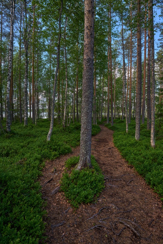 Samyang V-AF 20mm F1.9_6w.jpg