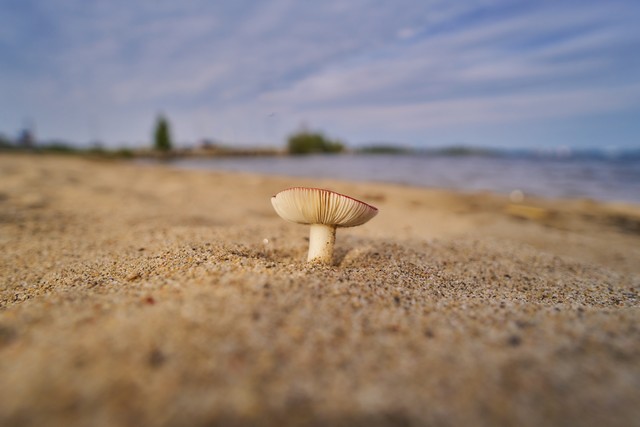 Samyang 16mm f2.8_12w.jpg