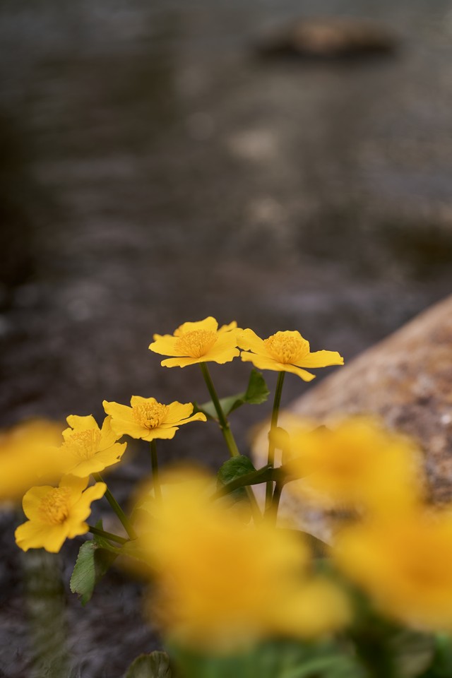 Viltrox 50mm f2_6w.jpg