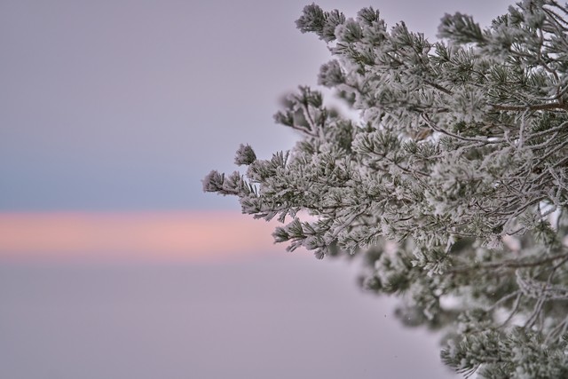 Sigma 200mm f2_23w.jpg