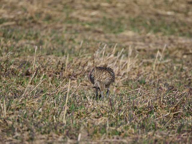 OM System 100-400mm_5w.jpg