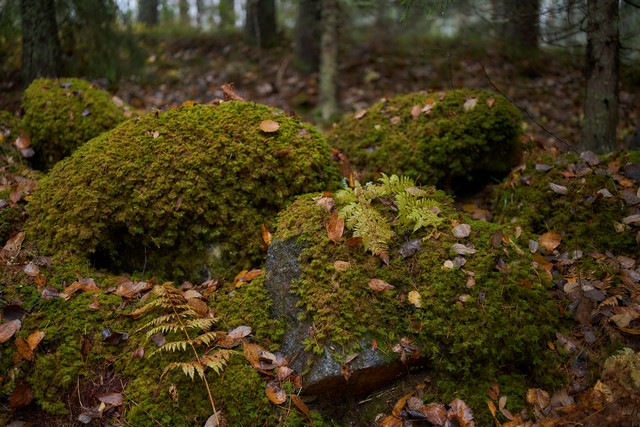 Sigma 35mm f1.2 II_10w.jpg