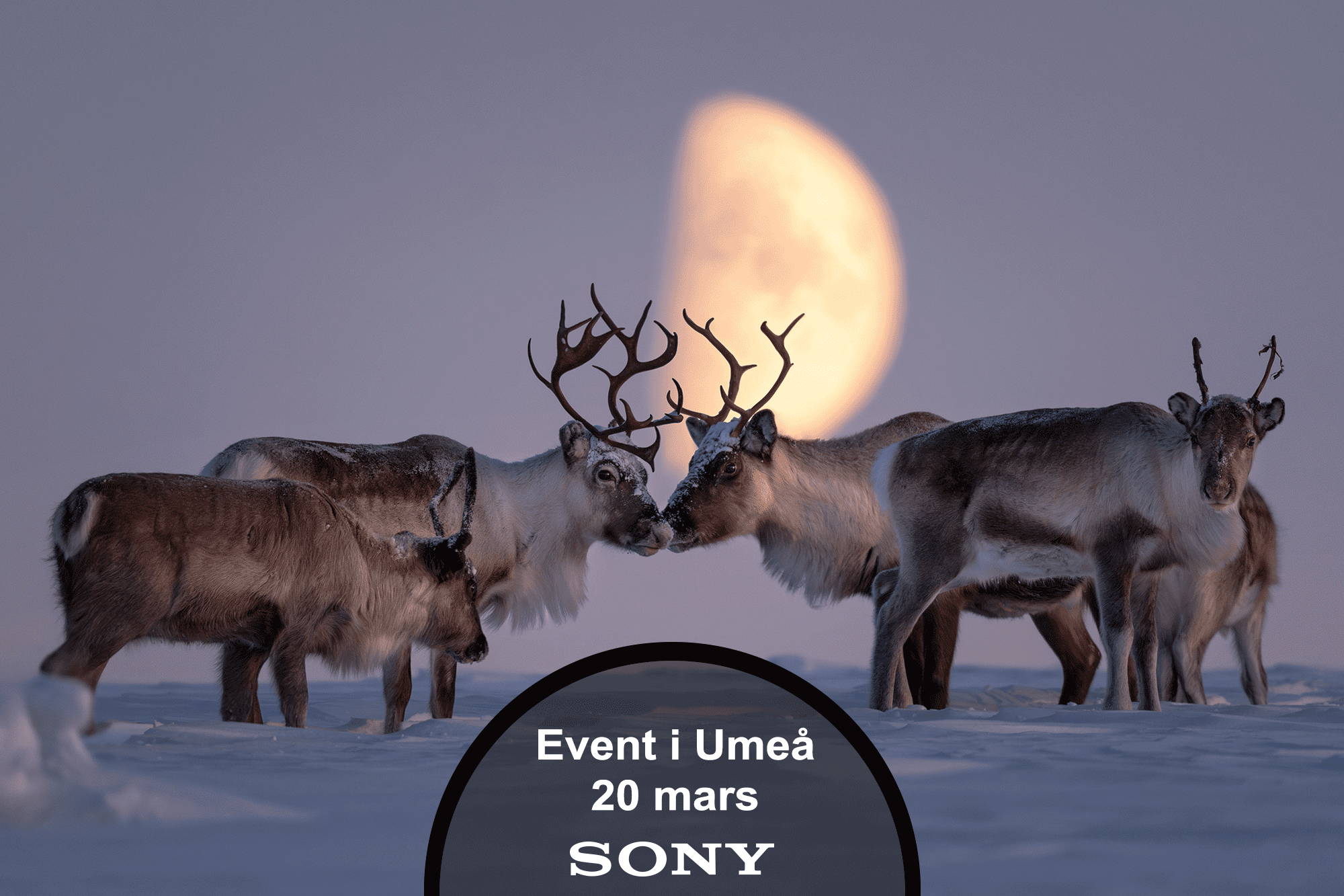 Magnus Winbjörk - renar i månljuset, event i Umeå 20 mars 2024
