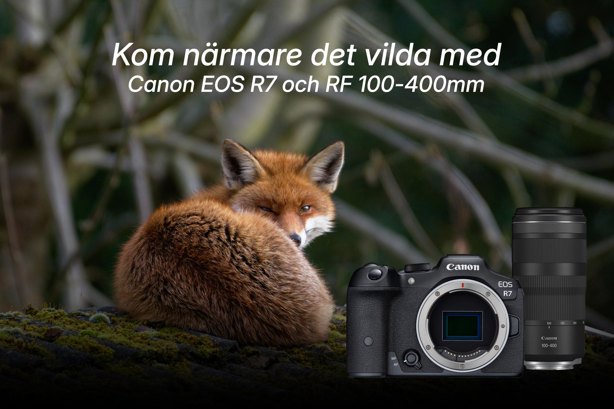 En räv har kurat ihop sig och kikar upp på betraktaren kom närmare med Canon EOS R7 och 100-400mm.  