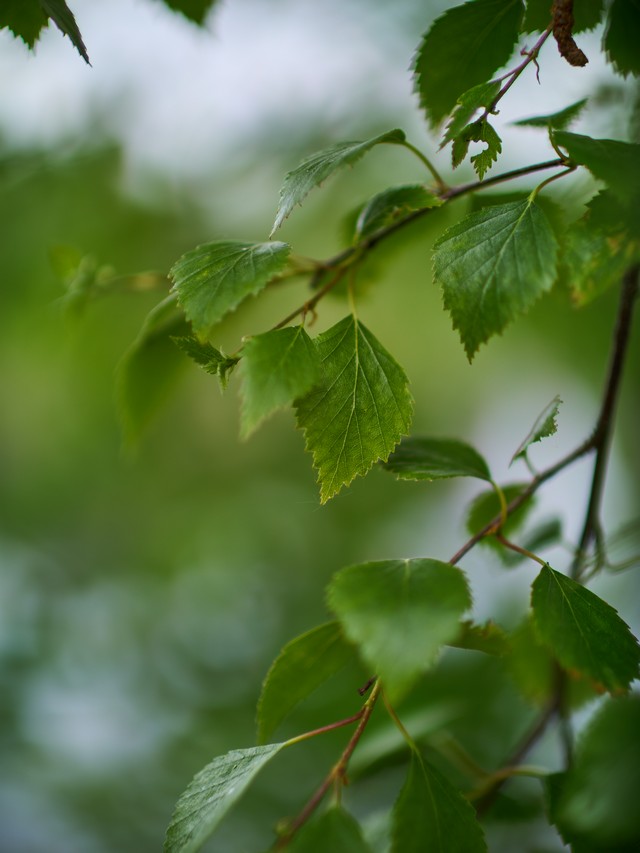 Voigtlander 29mm f08_10w.jpg