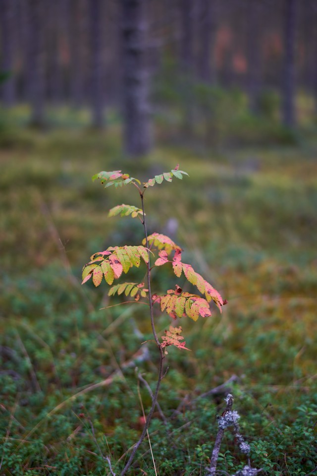 Voigtländer 50mm f1.2_2w.jpg