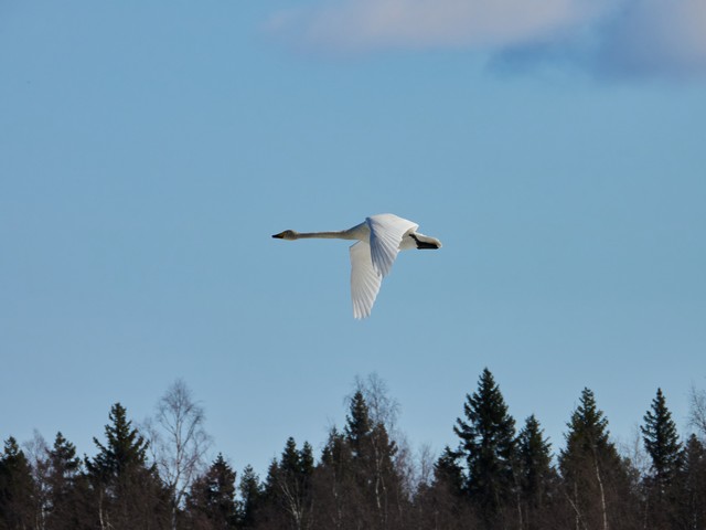 Nikon P1100_43w.jpg