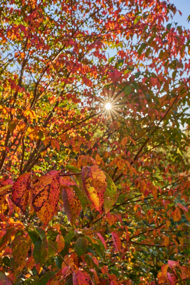 Sigma 20-60mm f2.8_4_31w.jpg